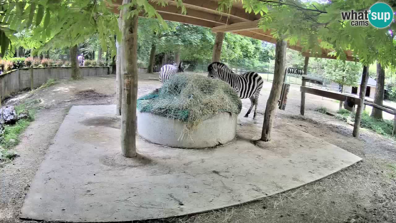 Live webcam Zebras in Ljubljana ZOO – Slovenia