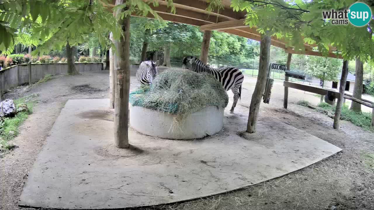 Live webcam Les zèbres in Ljubljana ZOO – Slovénie