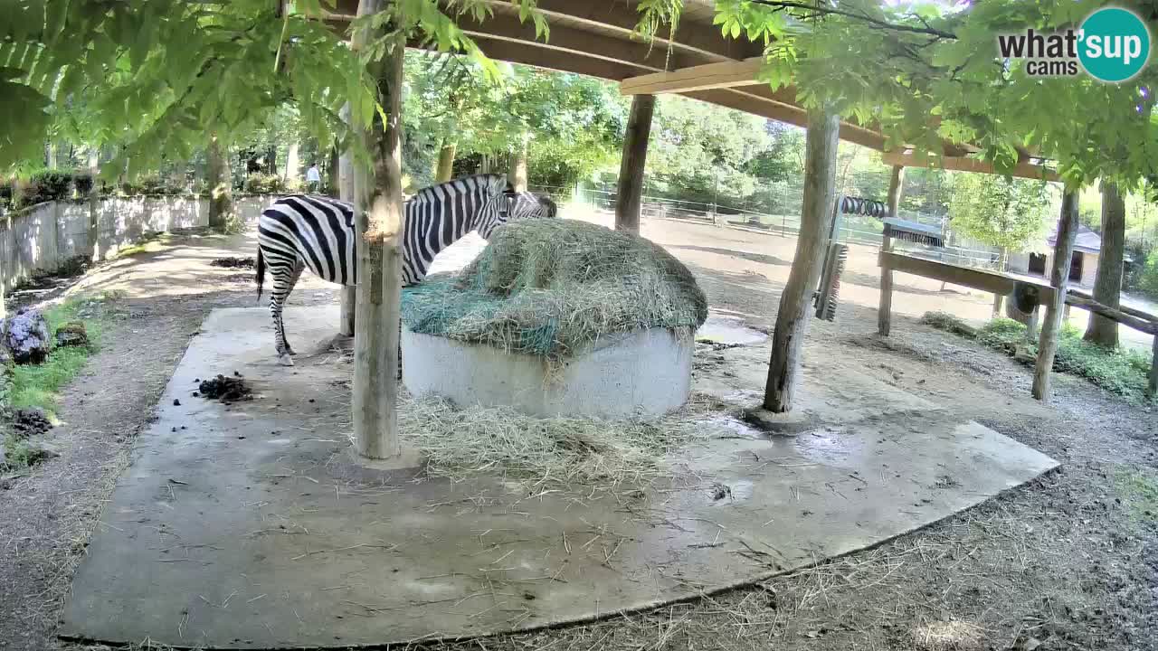 Zebre v živo v živalskem vrtu Ljubljana ZOO spletne kamere
