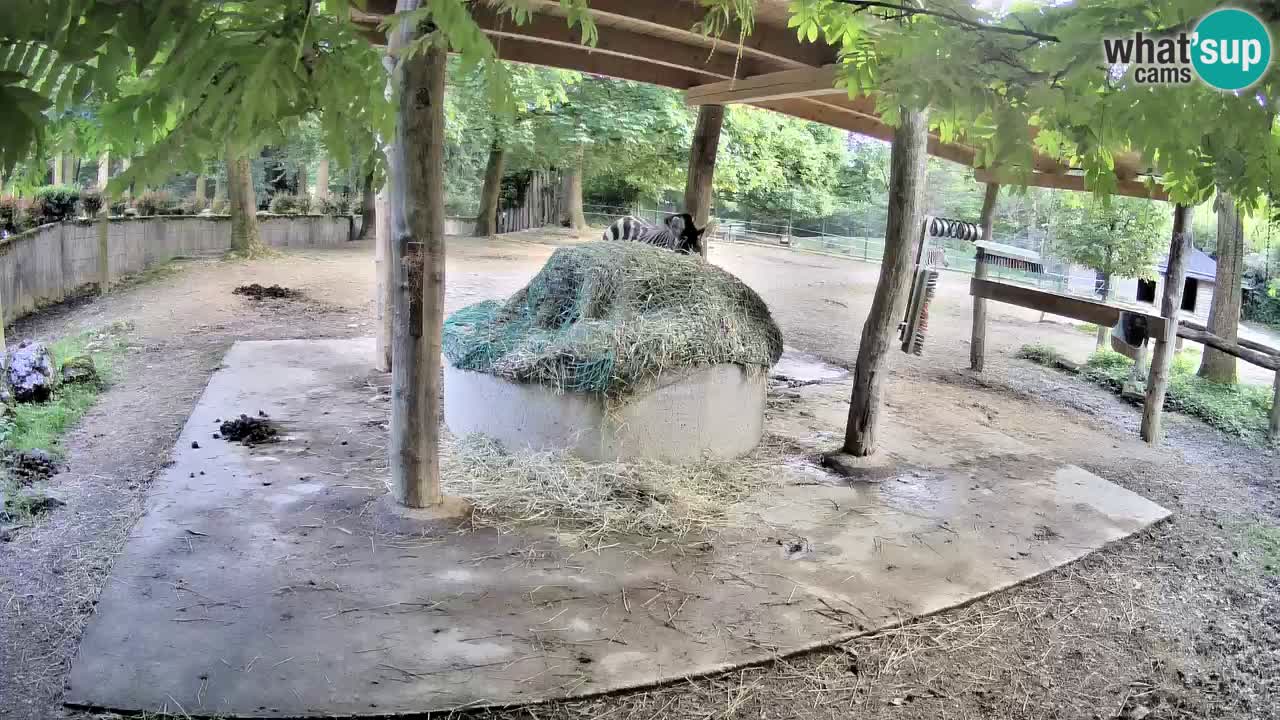 Web kamera uživo Zebras u ZOO Ljubljana – Slovenija