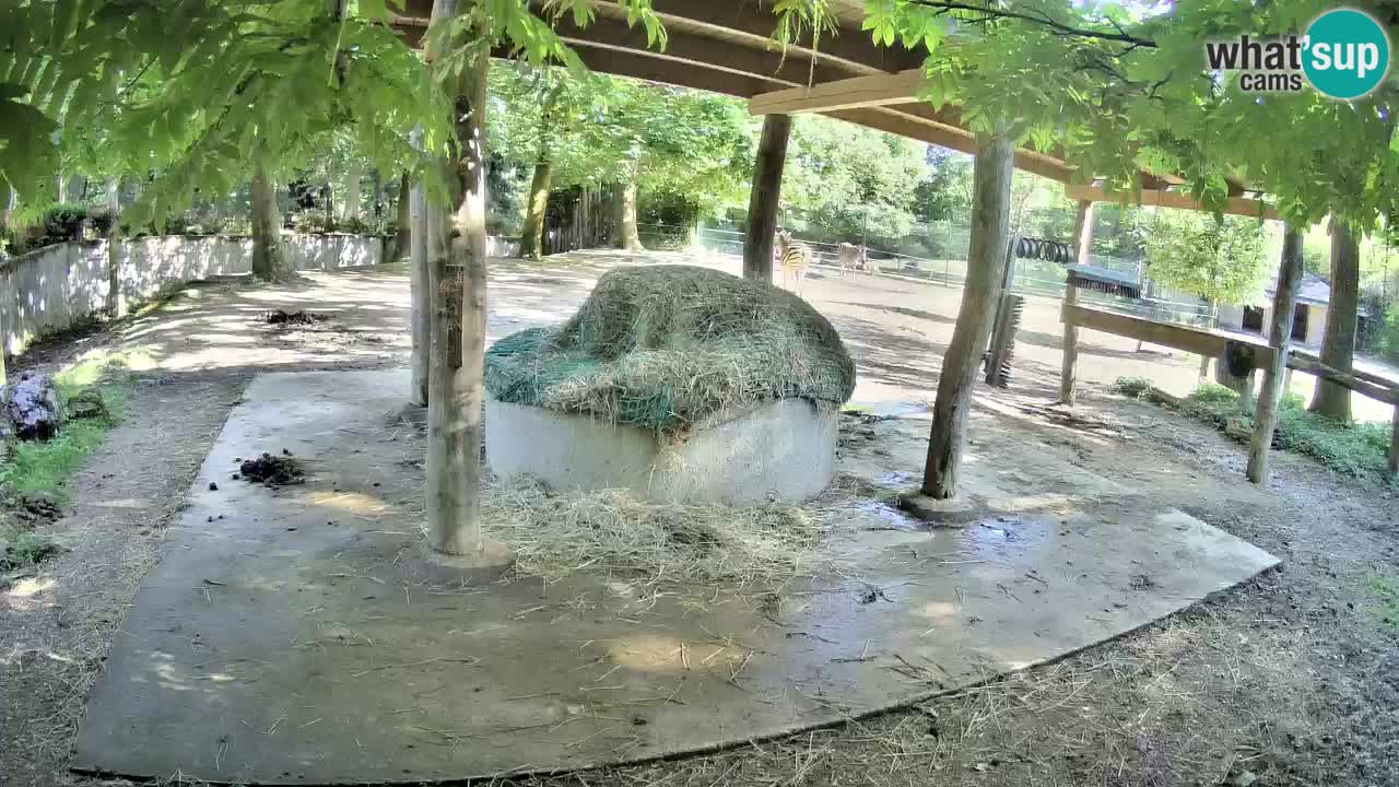 Live webcam Les zèbres in Ljubljana ZOO – Slovénie
