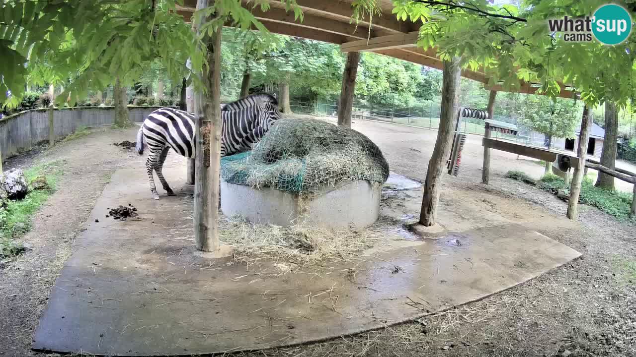 Web kamera uživo Zebras u ZOO Ljubljana – Slovenija