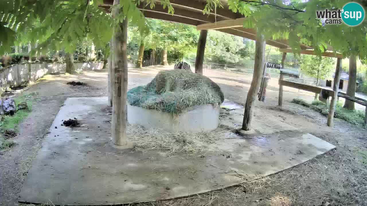 Live webcam Les zèbres in Ljubljana ZOO – Slovénie