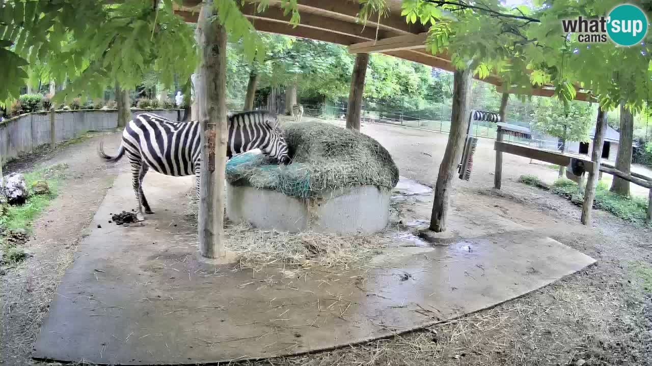 Camera en vivo Cebras in Ljubljana ZOO – Eslovenia