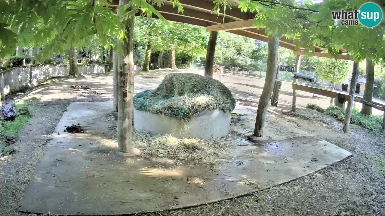 Zebre v živo v živalskem vrtu Ljubljana ZOO spletne kamere