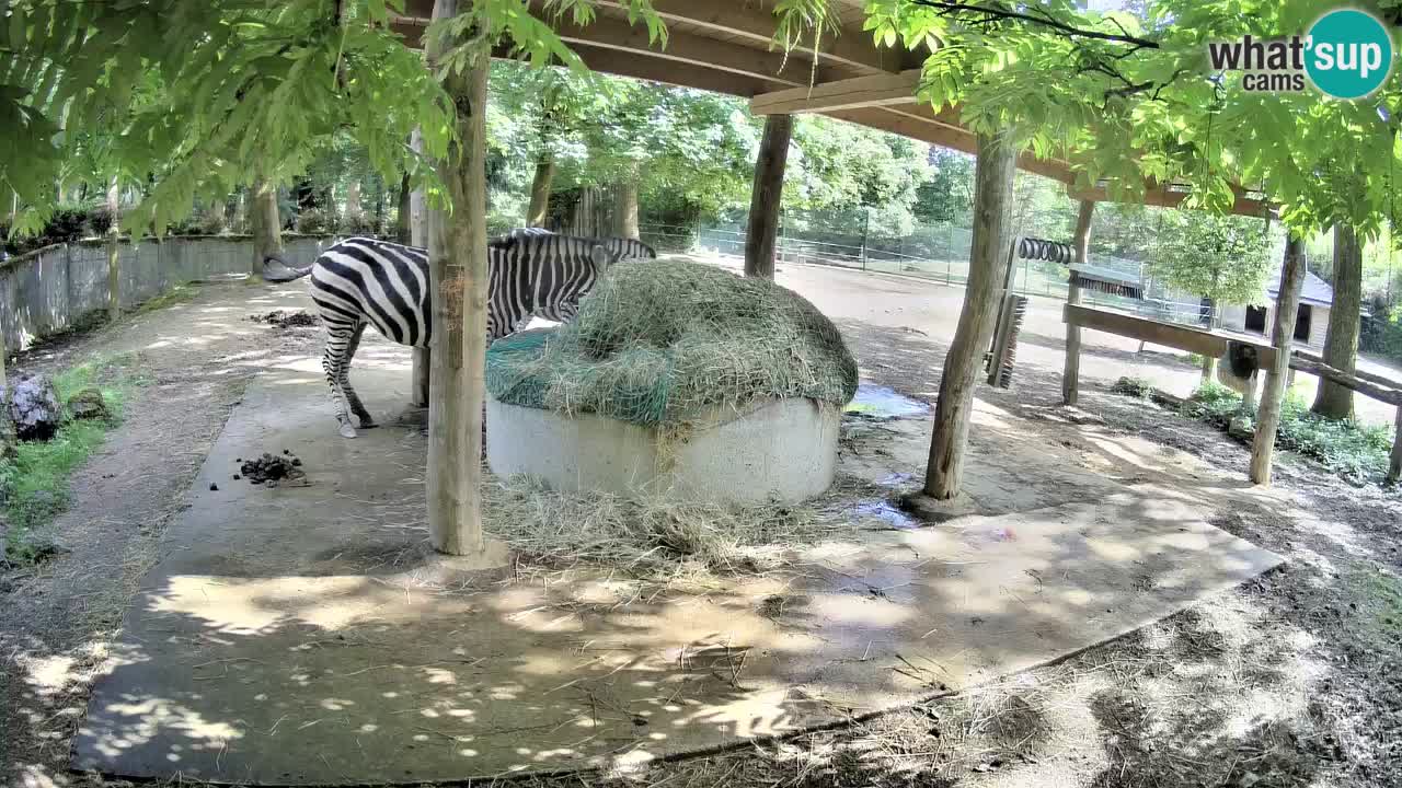 Web kamera uživo Zebras u ZOO Ljubljana – Slovenija