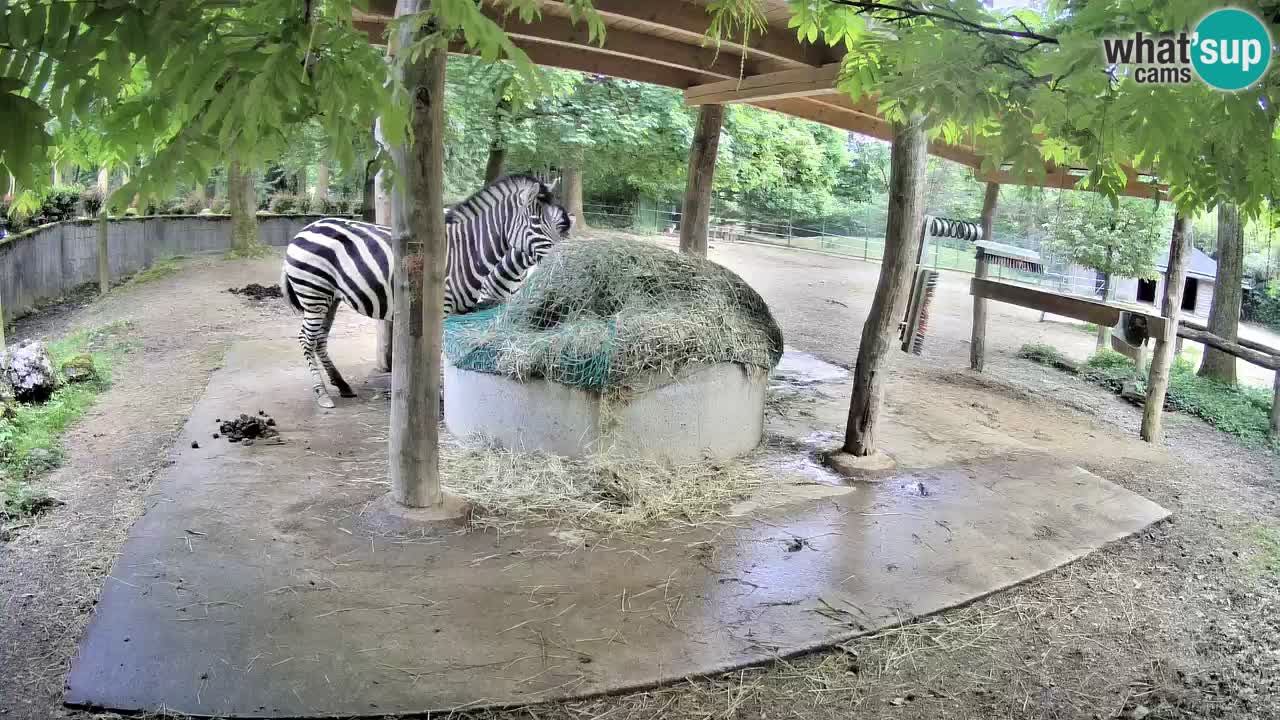 Camera en vivo Cebras in Ljubljana ZOO – Eslovenia