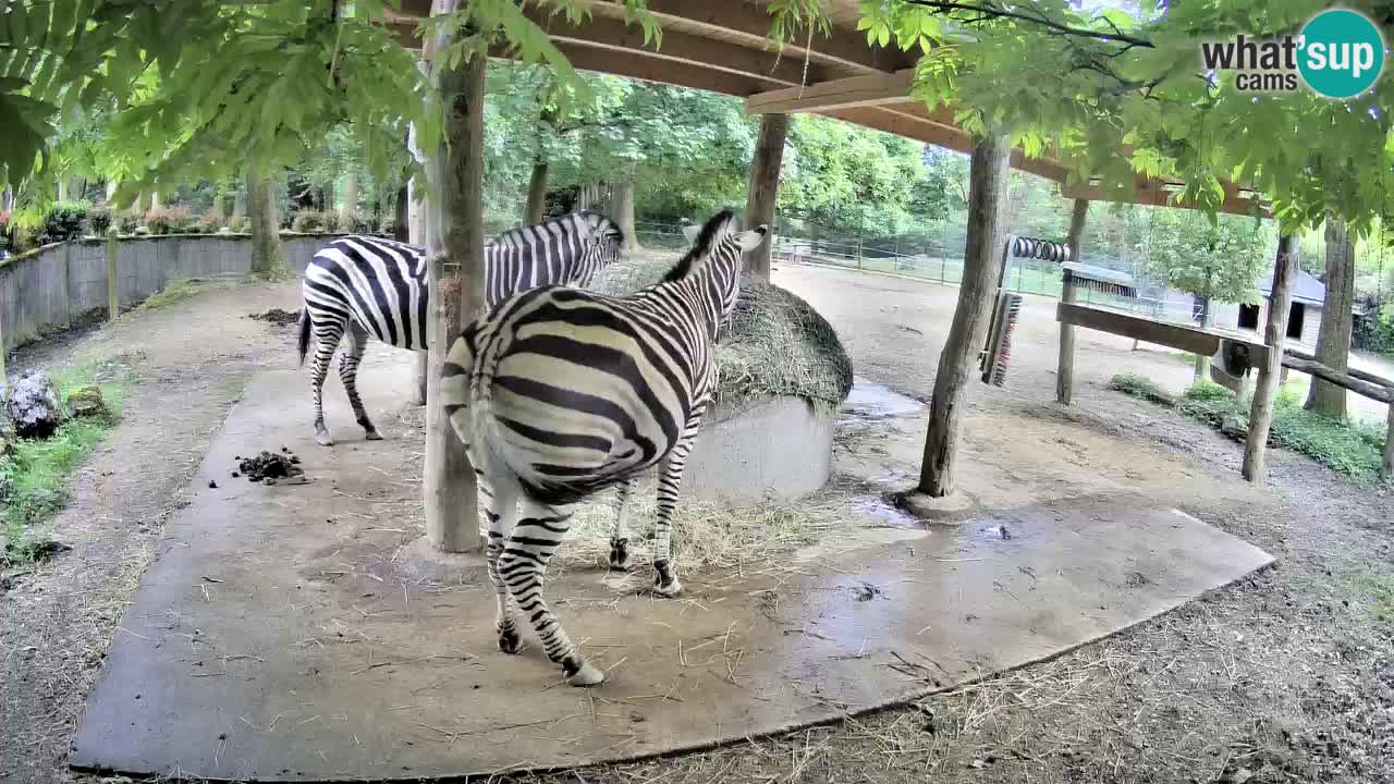 Camera en vivo Cebras in Ljubljana ZOO – Eslovenia