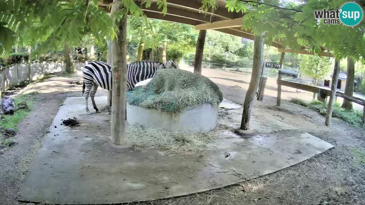 Live webcam Zebras in Ljubljana ZOO – Slovenia