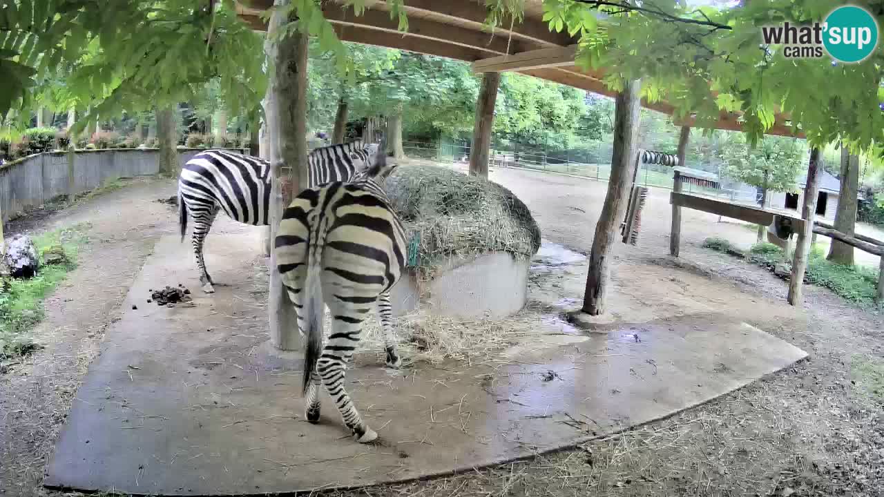 Camera en vivo Cebras in Ljubljana ZOO – Eslovenia