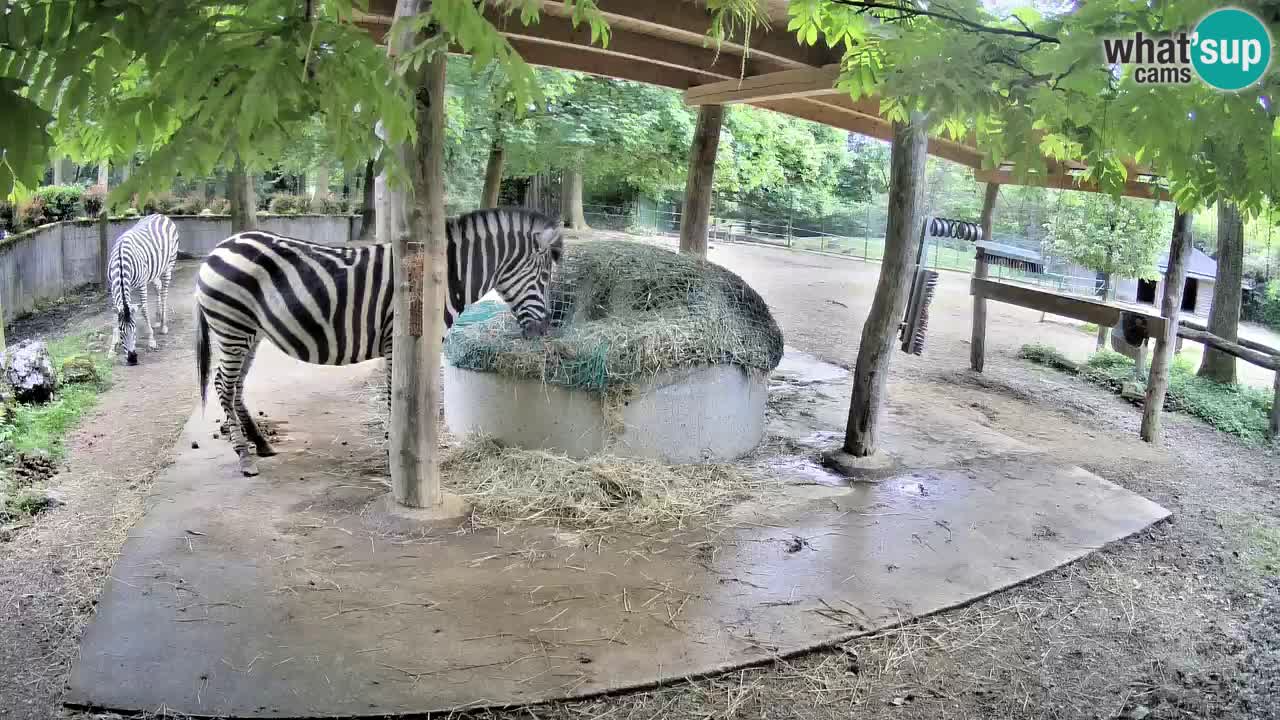 Zebre v živo v živalskem vrtu Ljubljana ZOO spletne kamere