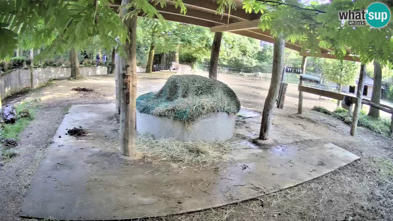 Zebre v živo v živalskem vrtu Ljubljana ZOO spletne kamere