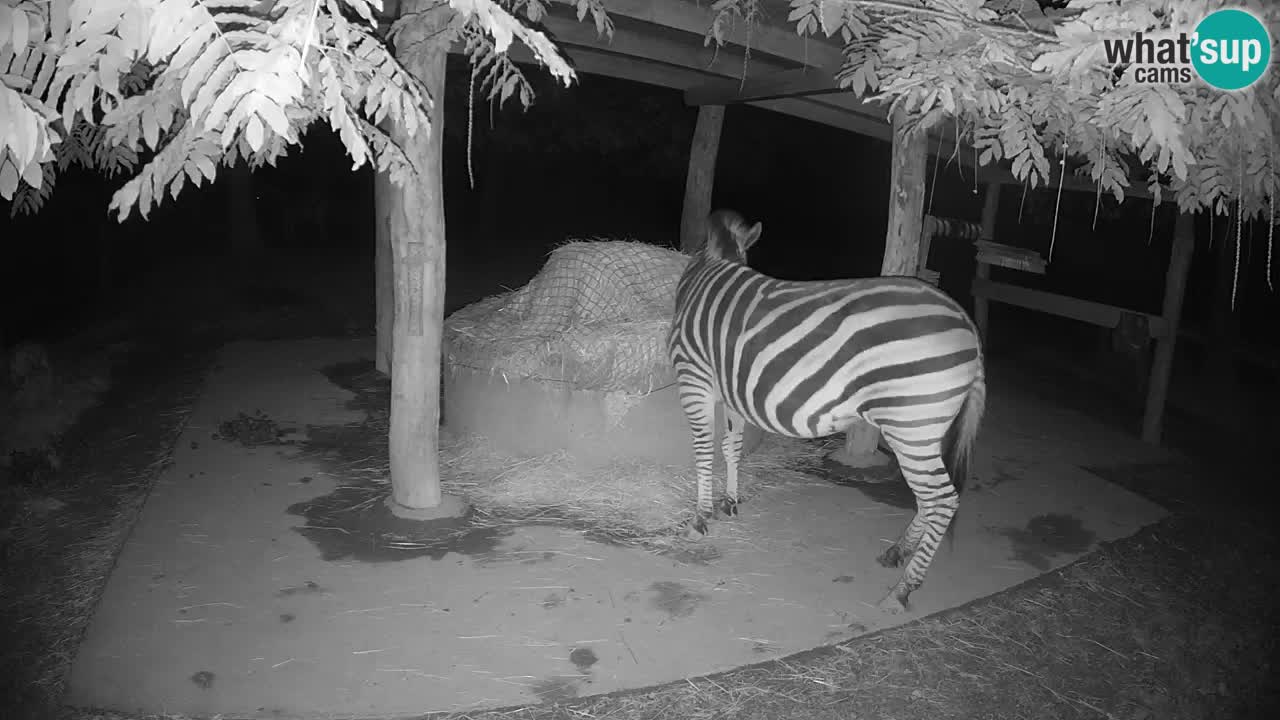 Web kamera uživo Zebras u ZOO Ljubljana – Slovenija