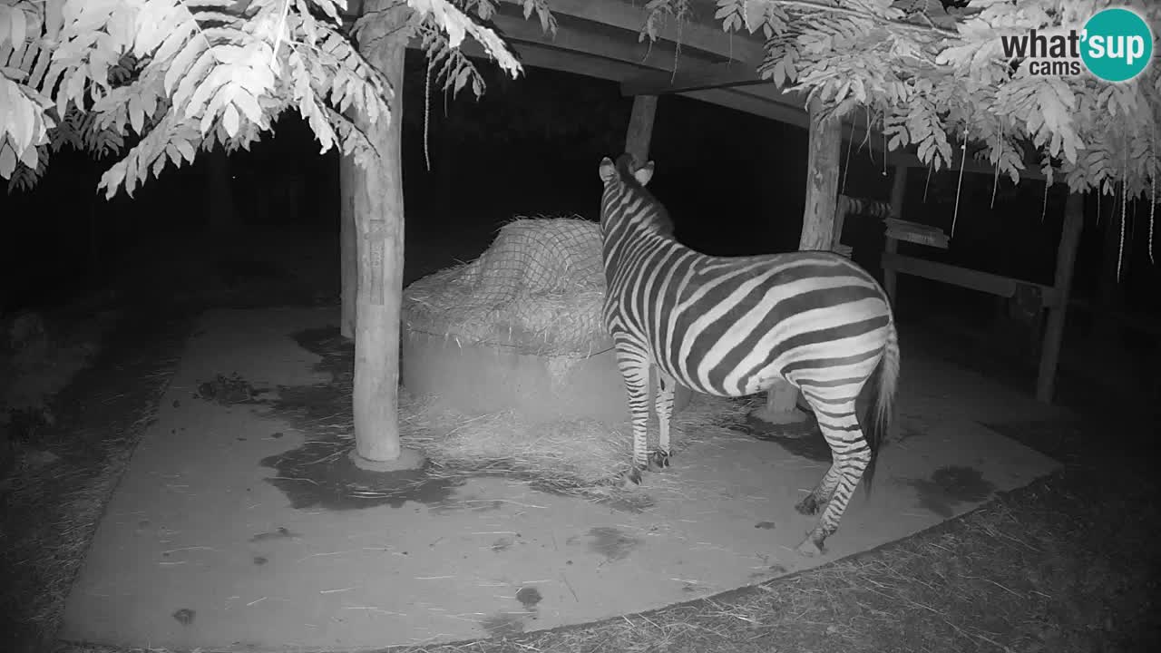 Live Webcam Zebras in Ljubljana ZOO – Slowenien