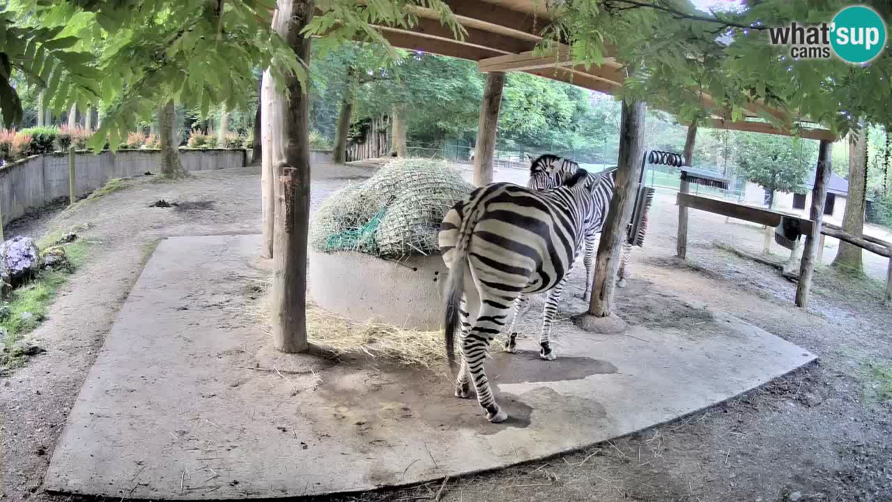 Live webcam Les zèbres in Ljubljana ZOO – Slovénie