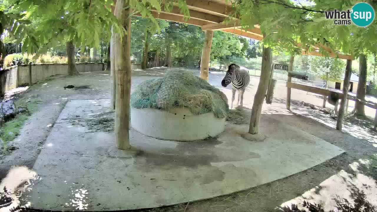 Live webcam Zebras in Ljubljana ZOO – Slovenia