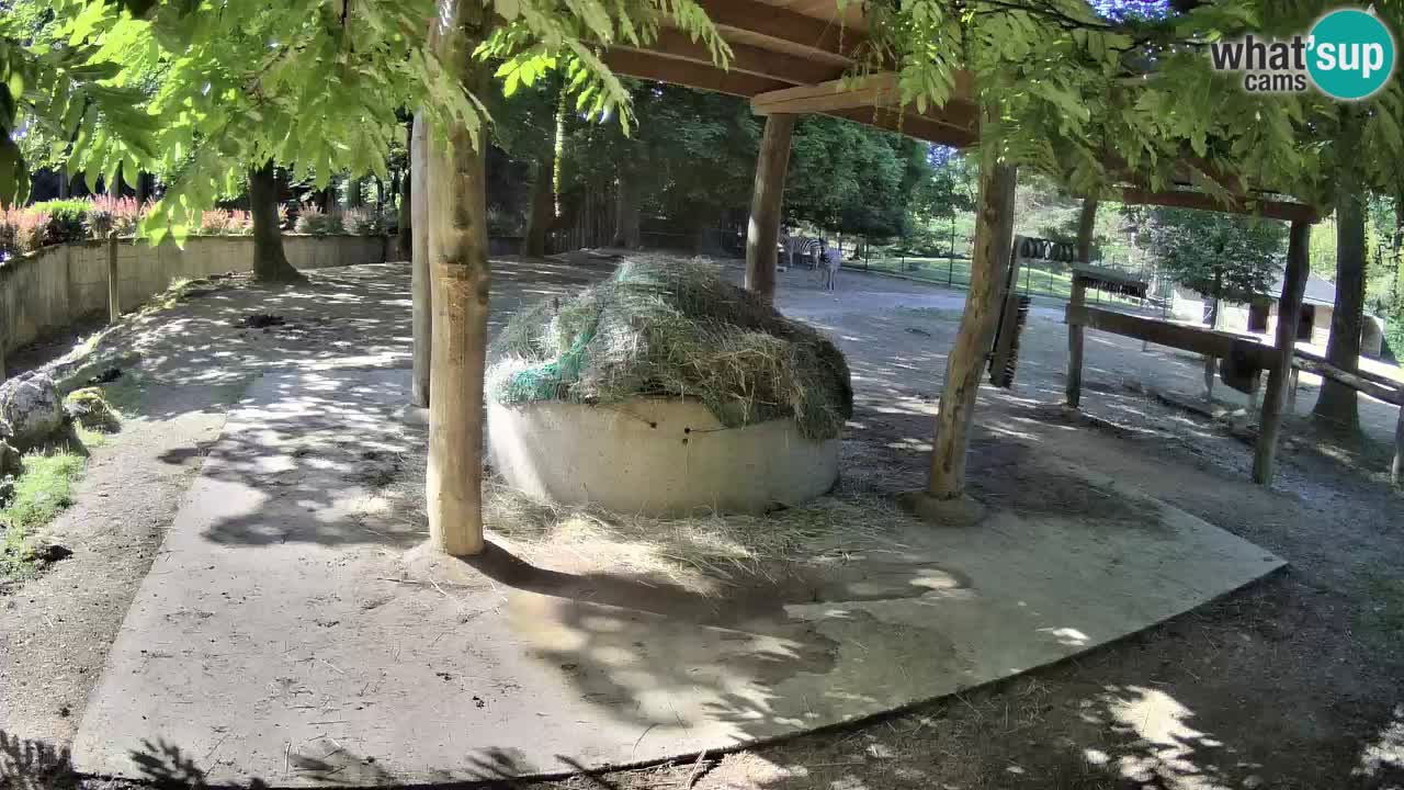 Le Zebre nello ZOO di Ljubljana – Slovenia Live webcam
