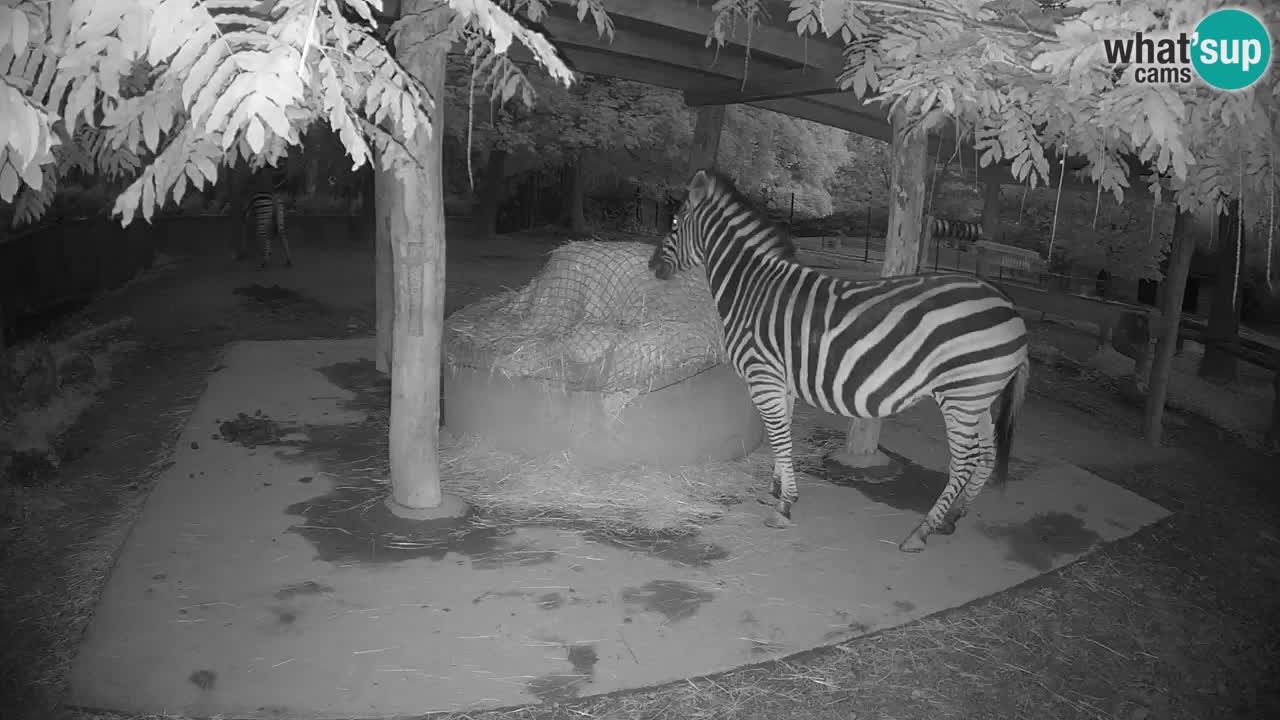 Zebre v živo v živalskem vrtu Ljubljana ZOO spletne kamere