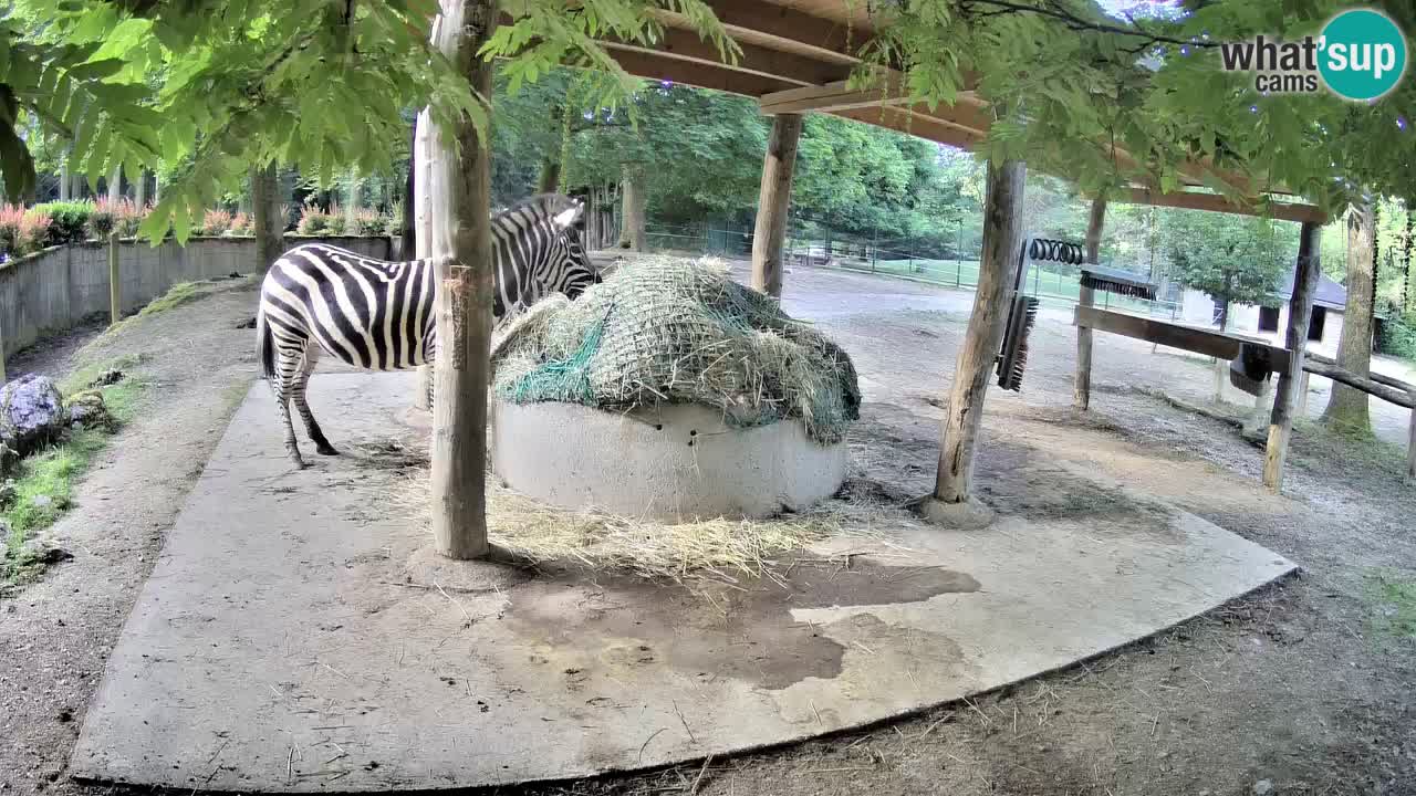 Web kamera uživo Zebras u ZOO Ljubljana – Slovenija