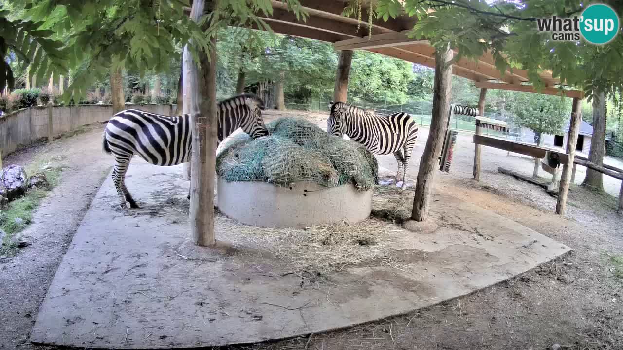 Live webcam Zebras in Ljubljana ZOO – Slovenia