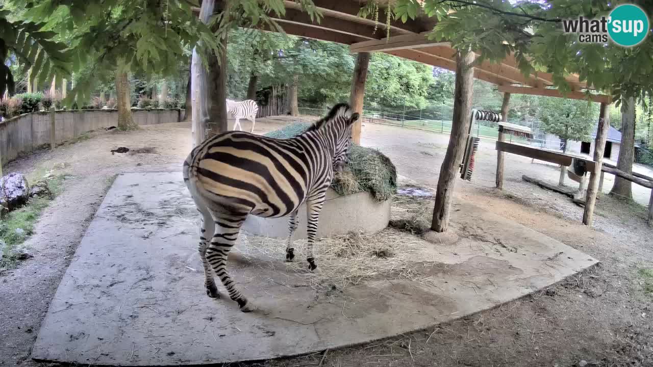 Live webcam Les zèbres in Ljubljana ZOO – Slovénie