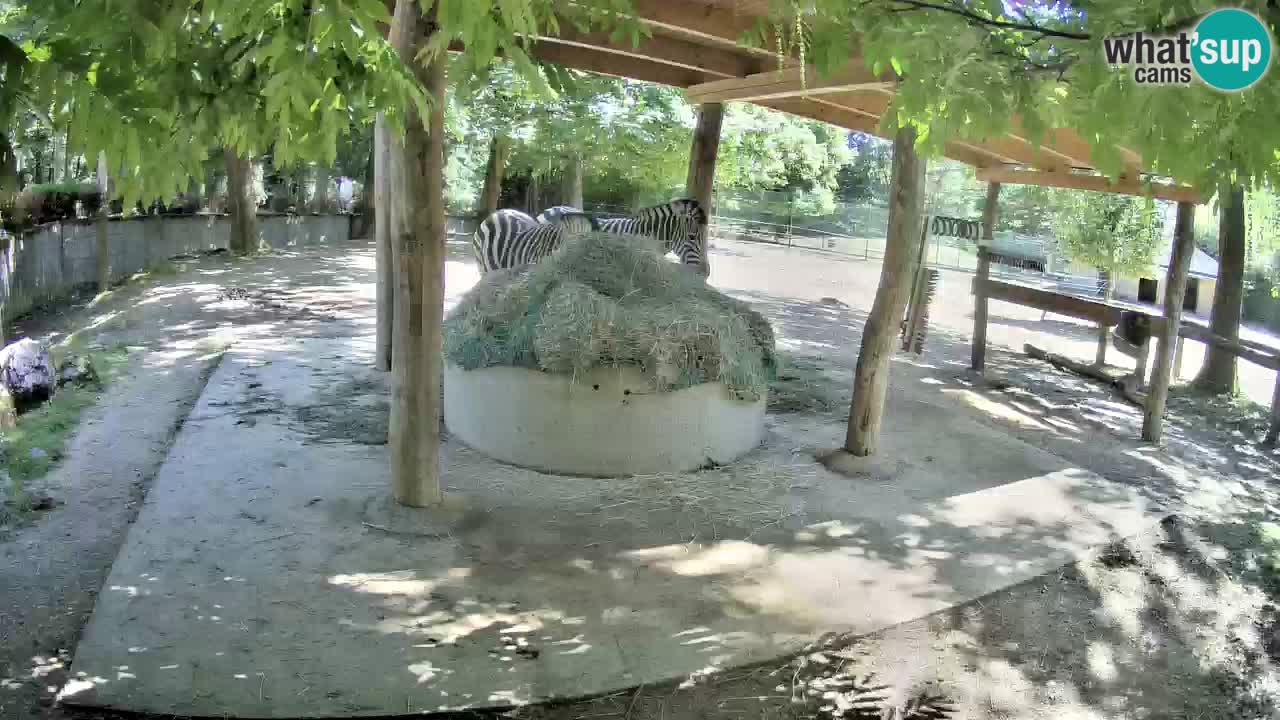 Live webcam Zebras in Ljubljana ZOO – Slovenia