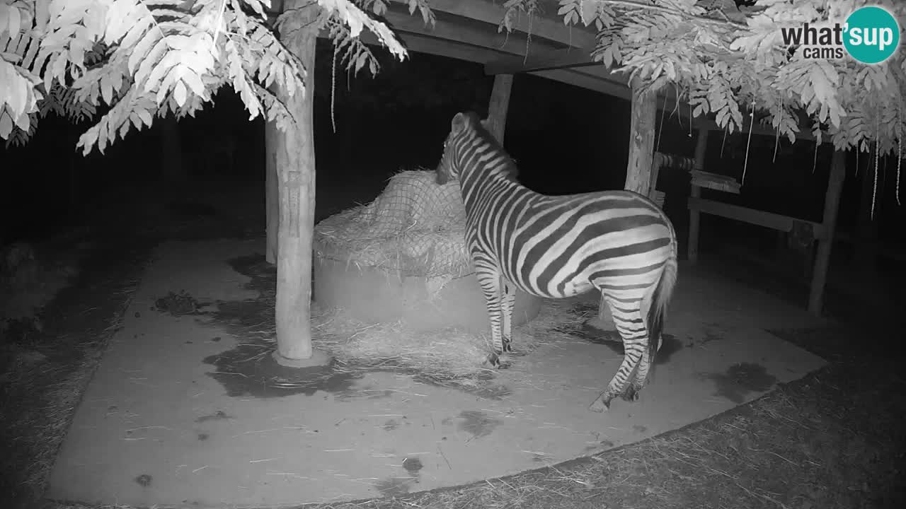 Camera en vivo Cebras in Ljubljana ZOO – Eslovenia