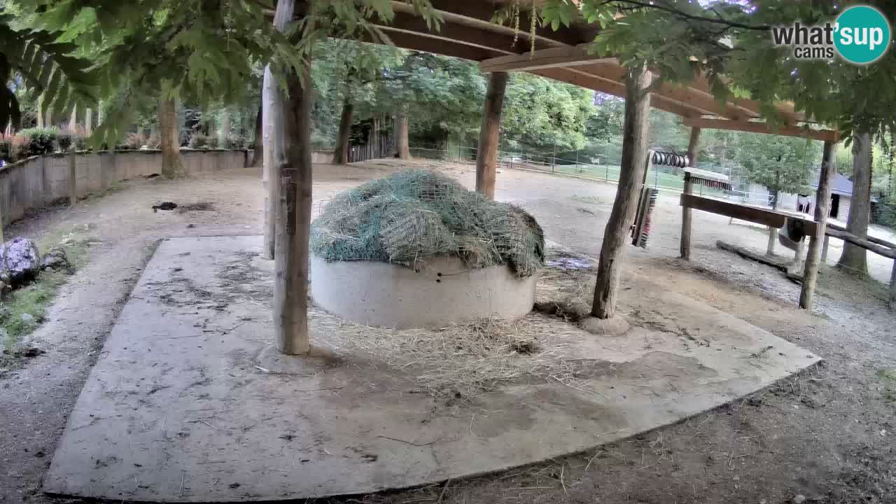 Le Zebre nello ZOO di Ljubljana – Slovenia Live webcam