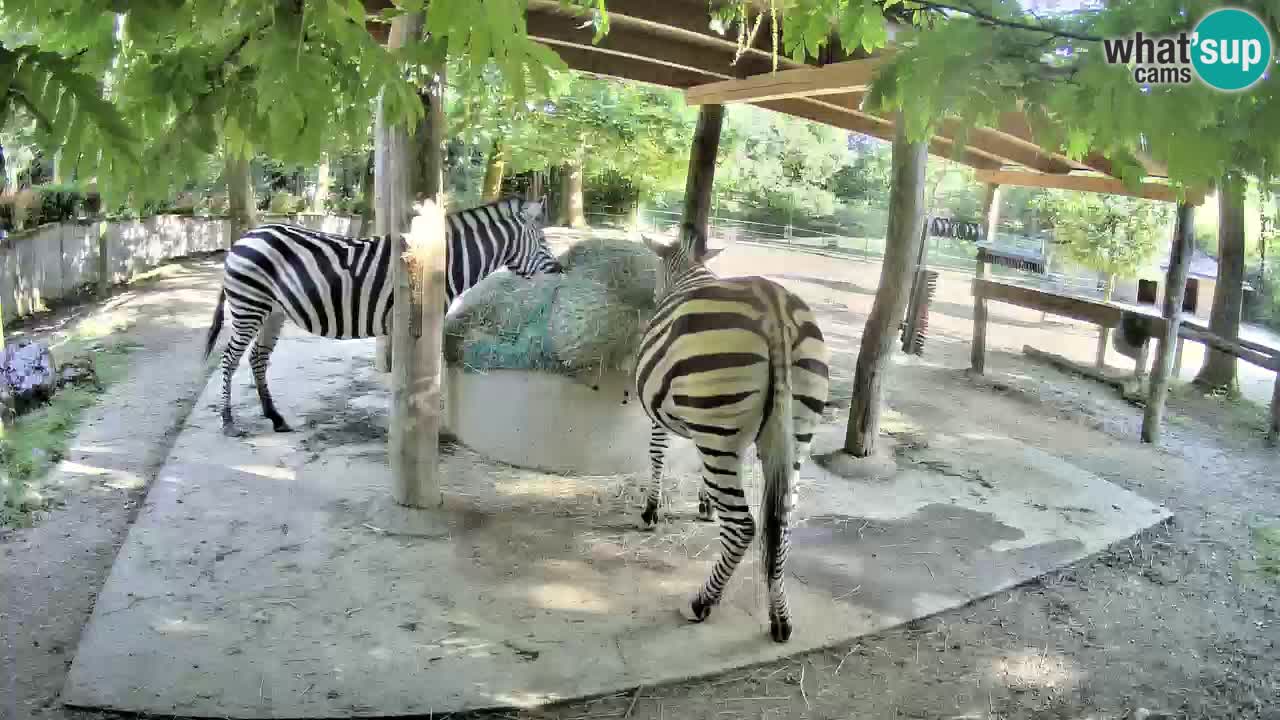 Live webcam Zebras in Ljubljana ZOO – Slovenia