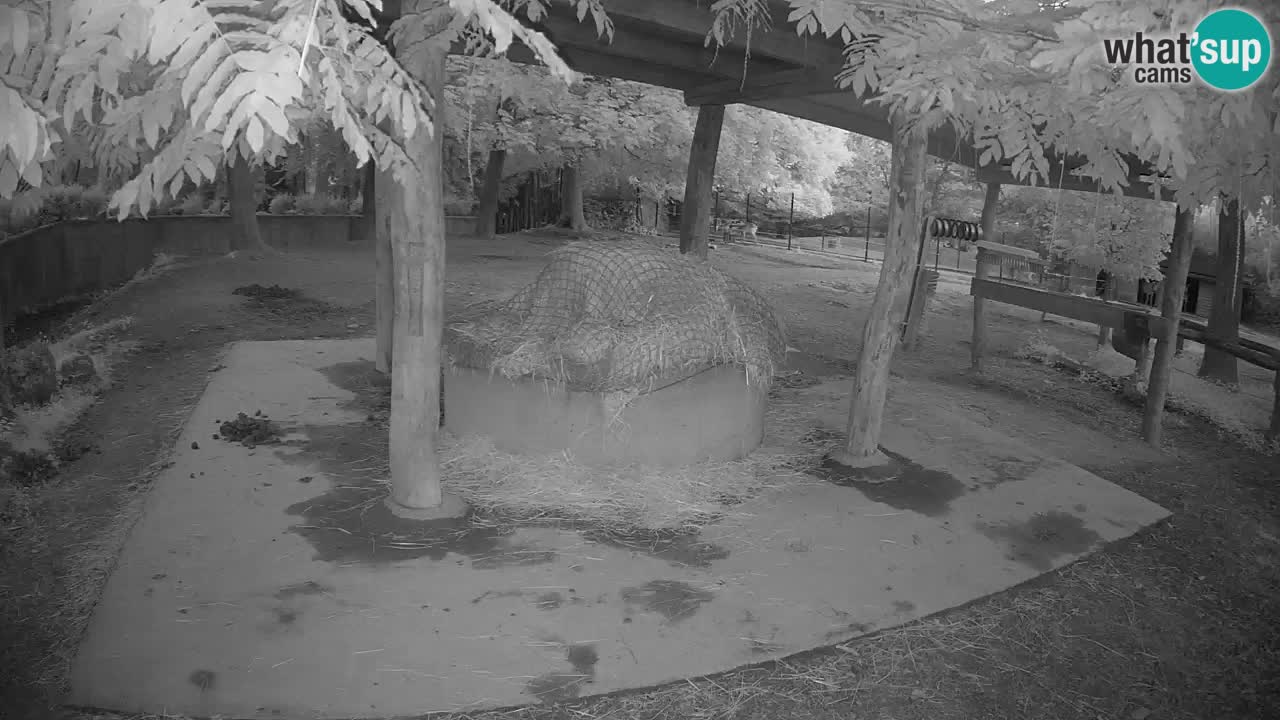 Camera en vivo Cebras in Ljubljana ZOO – Eslovenia