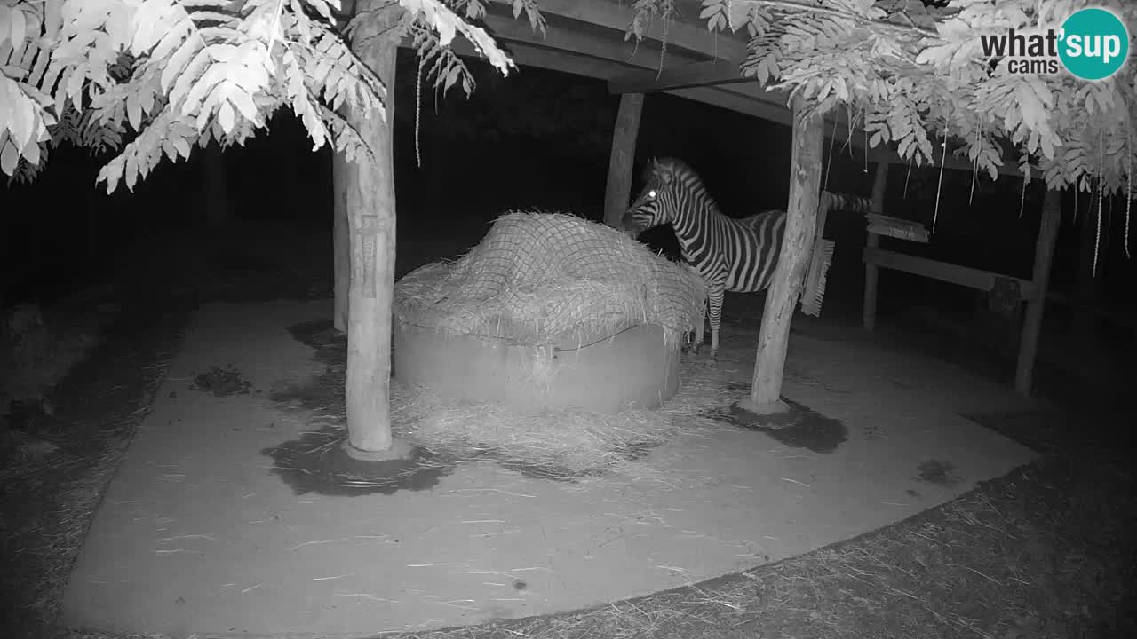 Camera en vivo Cebras in Ljubljana ZOO – Eslovenia