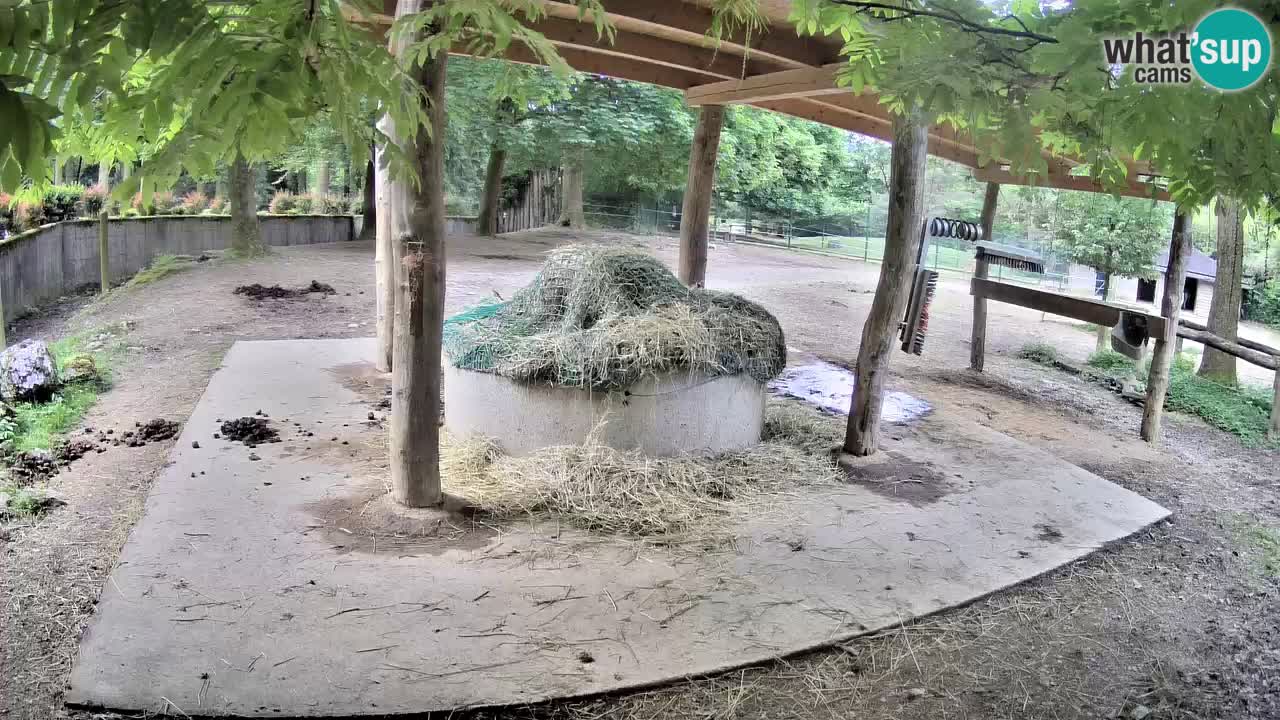 Live Webcam Zebras in Ljubljana ZOO – Slowenien