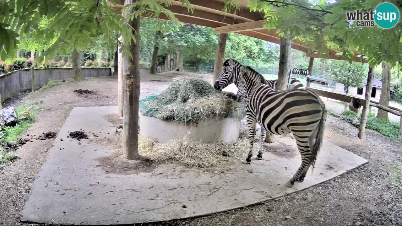 Live webcam Les zèbres in Ljubljana ZOO – Slovénie