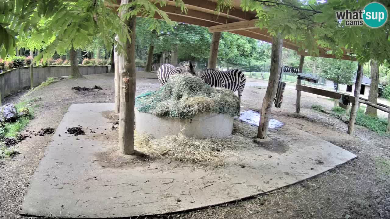 Live webcam Les zèbres in Ljubljana ZOO – Slovénie
