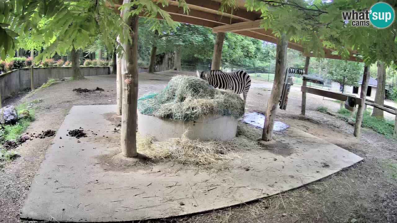 Live Webcam Zebras in Ljubljana ZOO – Slowenien