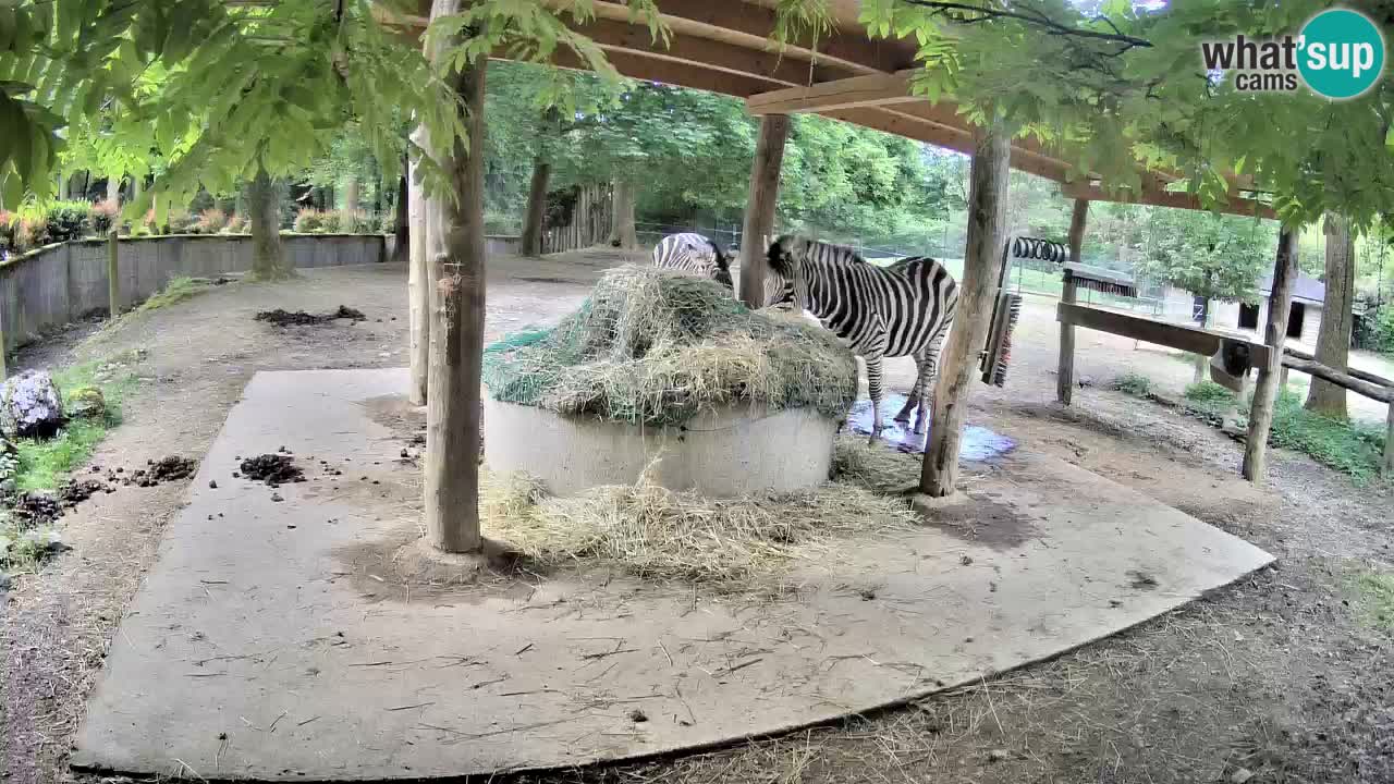 Zebre v živo v živalskem vrtu Ljubljana ZOO spletne kamere