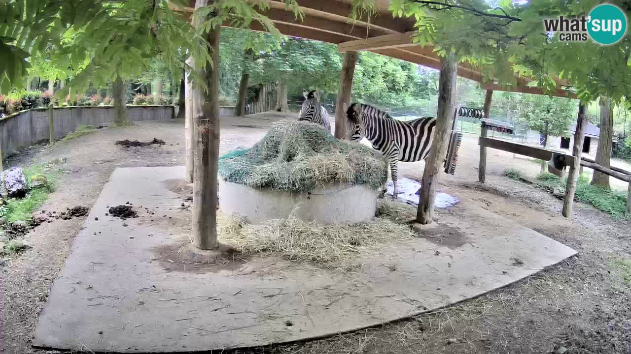 Web kamera uživo Zebras u ZOO Ljubljana – Slovenija