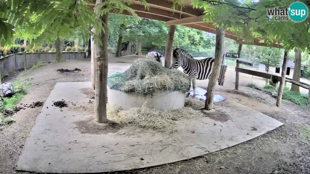 Le Zebre nello ZOO di Ljubljana – Slovenia Live webcam