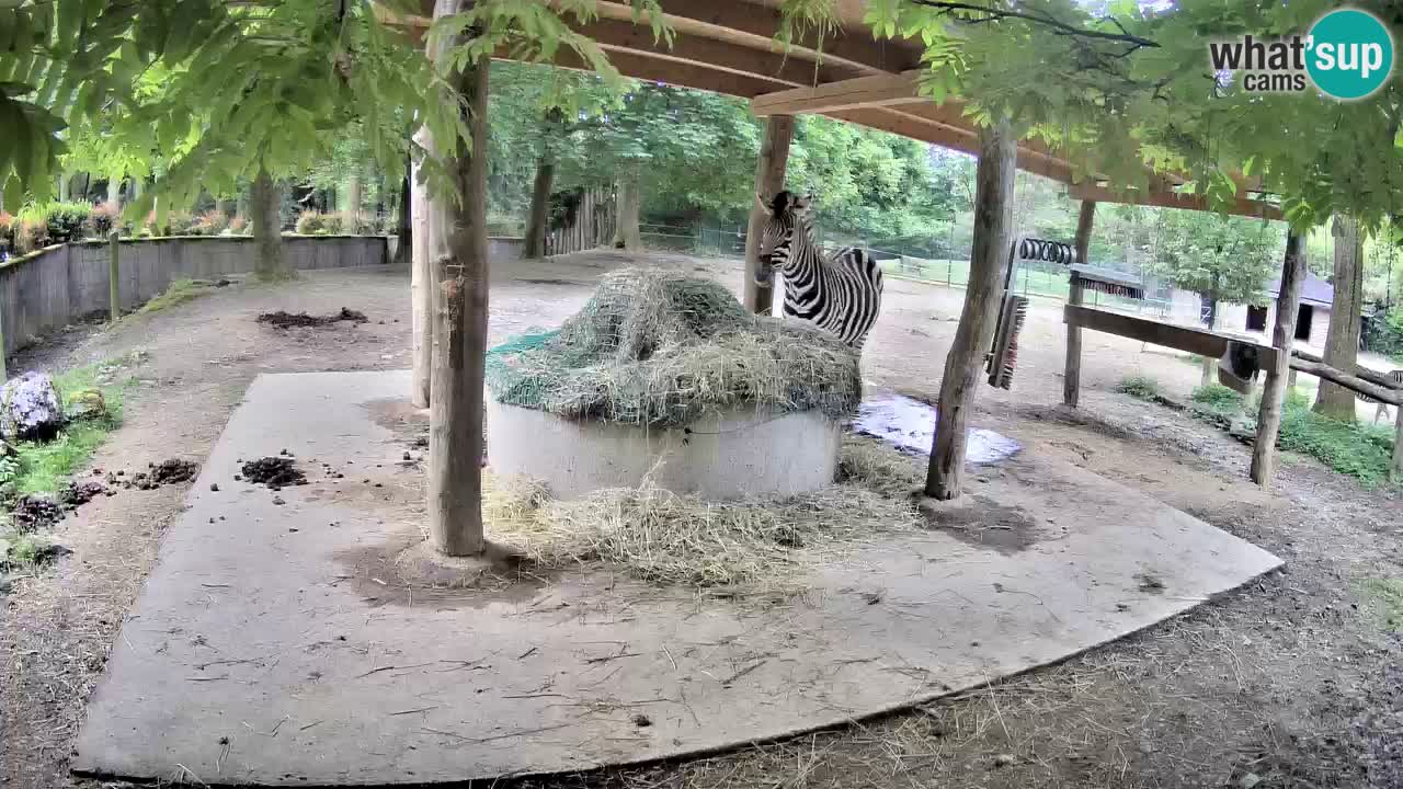 Le Zebre nello ZOO di Ljubljana – Slovenia Live webcam