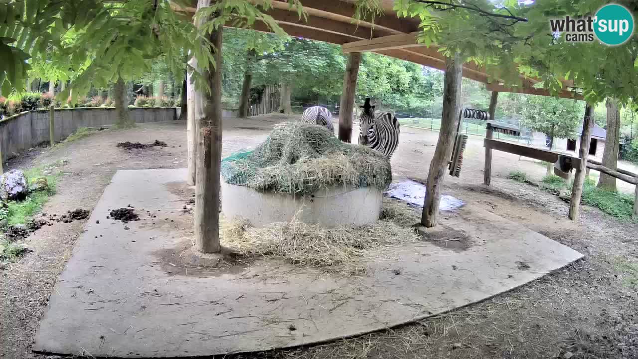 Zebre v živo v živalskem vrtu Ljubljana ZOO spletne kamere