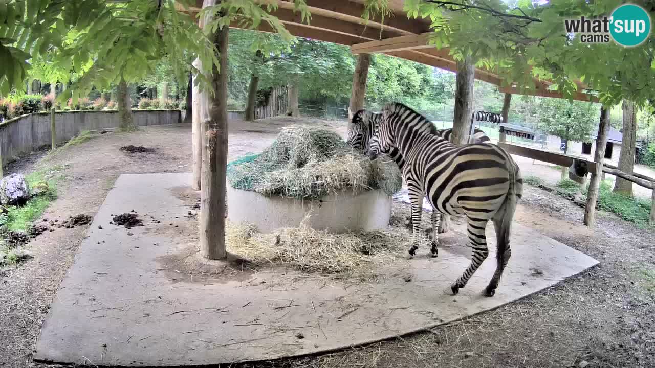 Camera en vivo Cebras in Ljubljana ZOO – Eslovenia