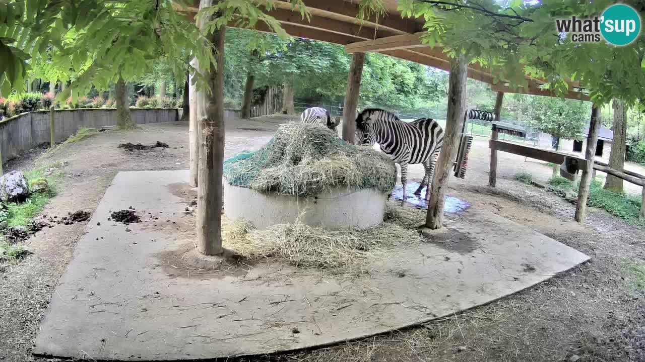 Live webcam Zebras in Ljubljana ZOO – Slovenia