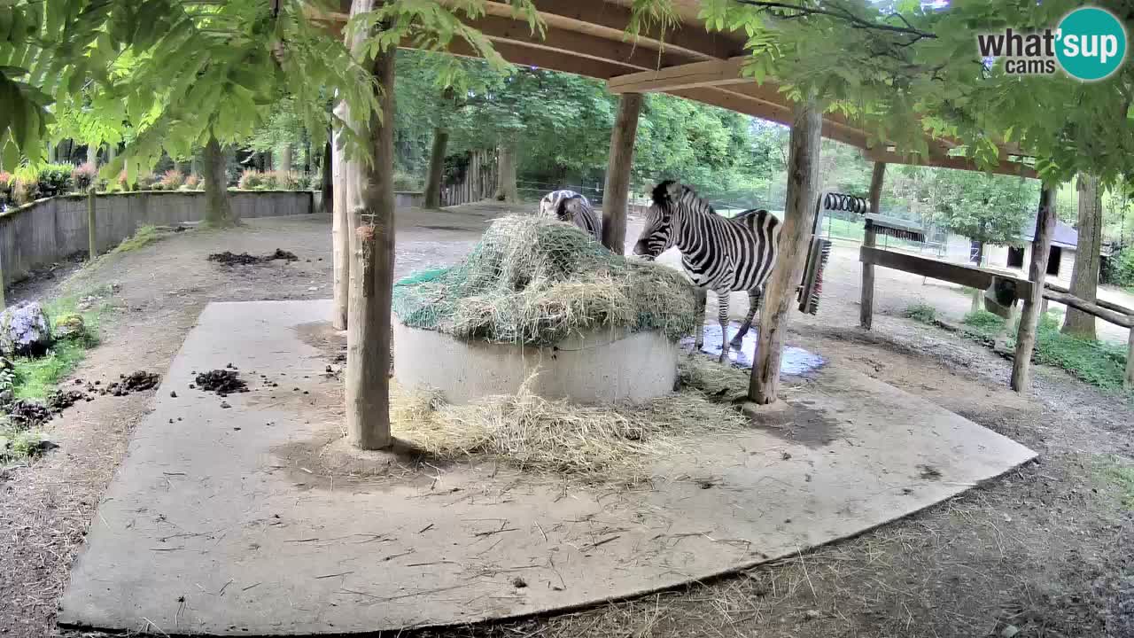 Live webcam Zebras in Ljubljana ZOO – Slovenia