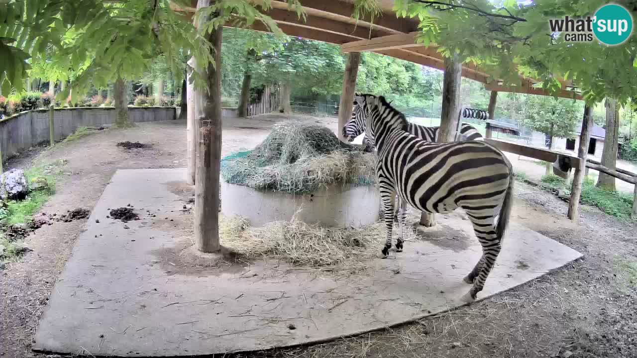 Live webcam Zebras in Ljubljana ZOO – Slovenia