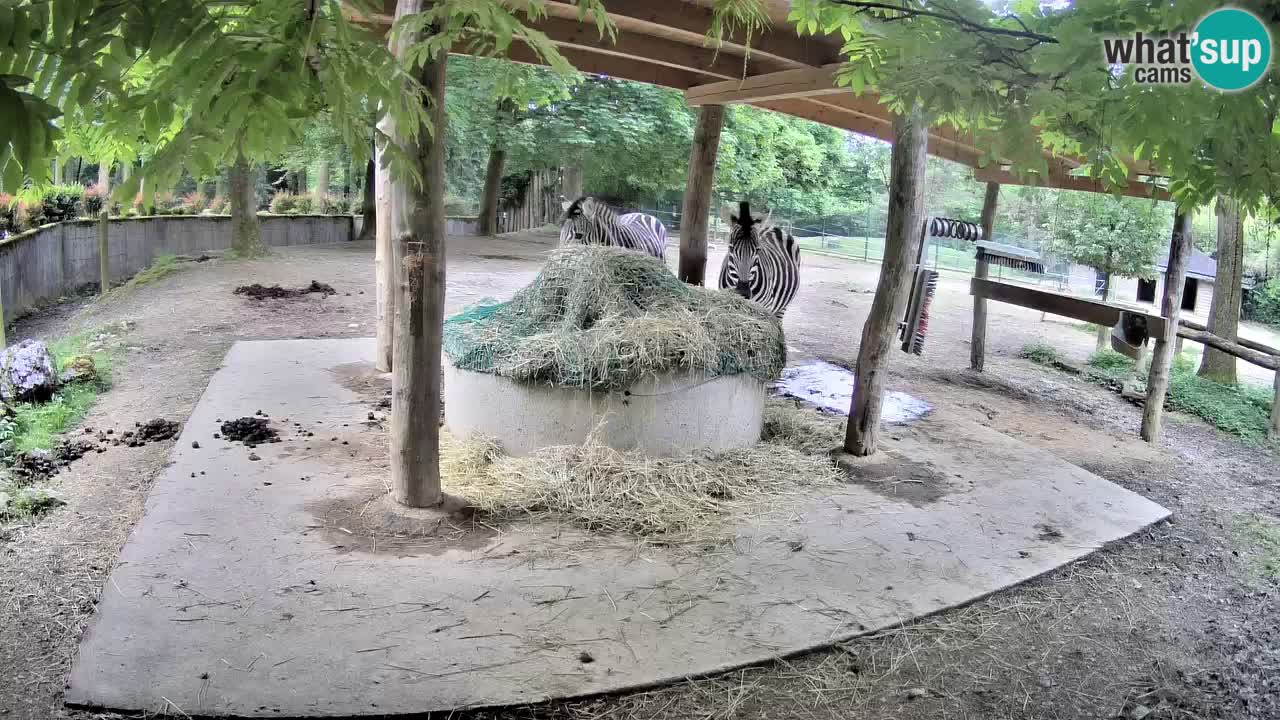 Web kamera uživo Zebras u ZOO Ljubljana – Slovenija