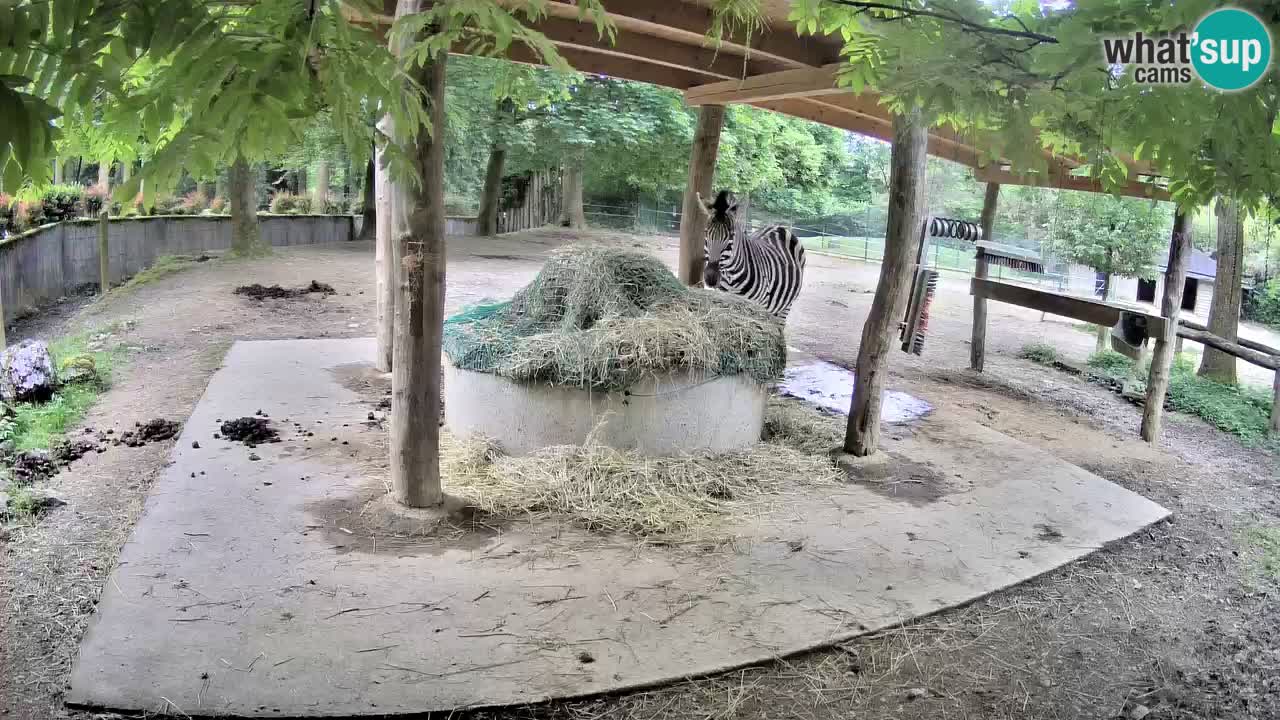 Zebre v živo v živalskem vrtu Ljubljana ZOO spletne kamere