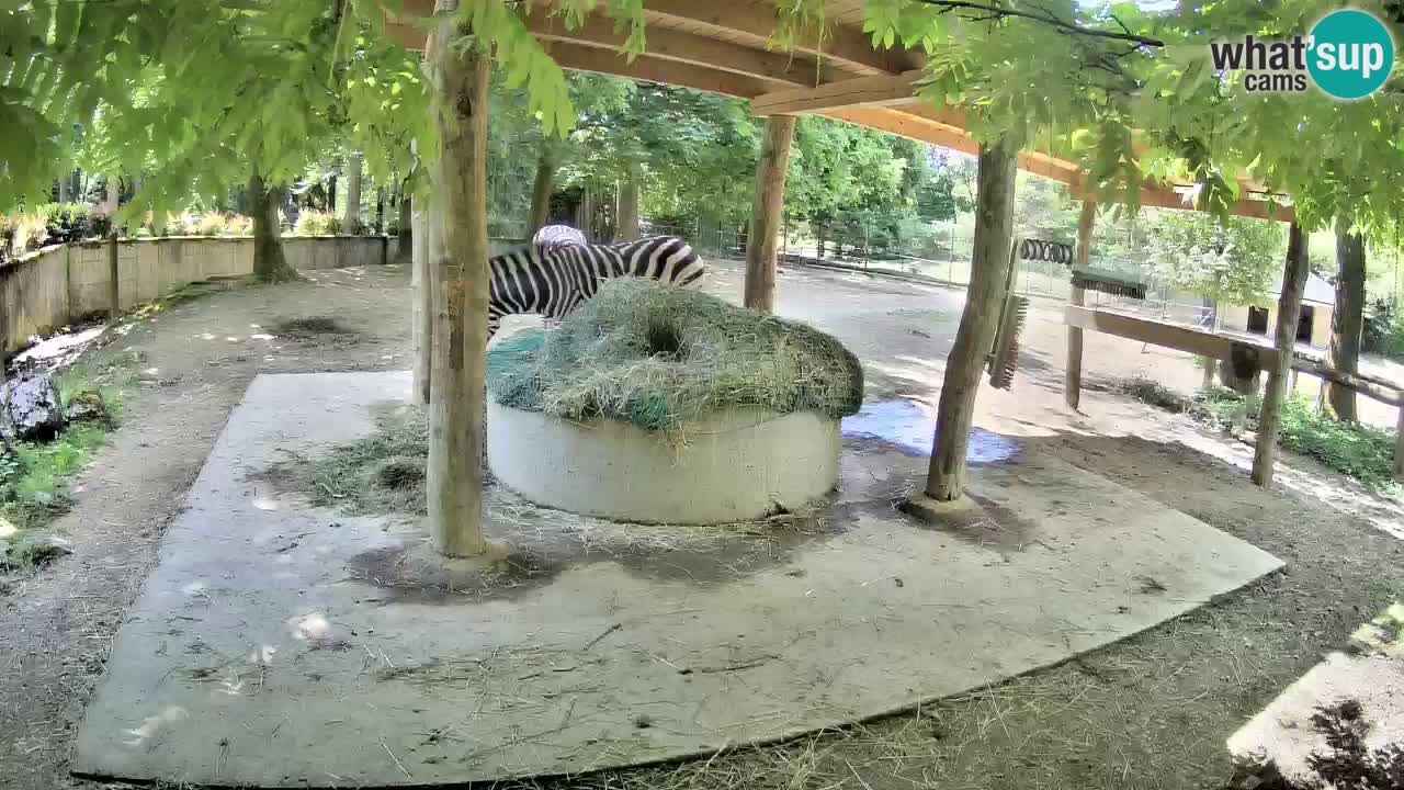 Zebre v živo v živalskem vrtu Ljubljana ZOO spletne kamere