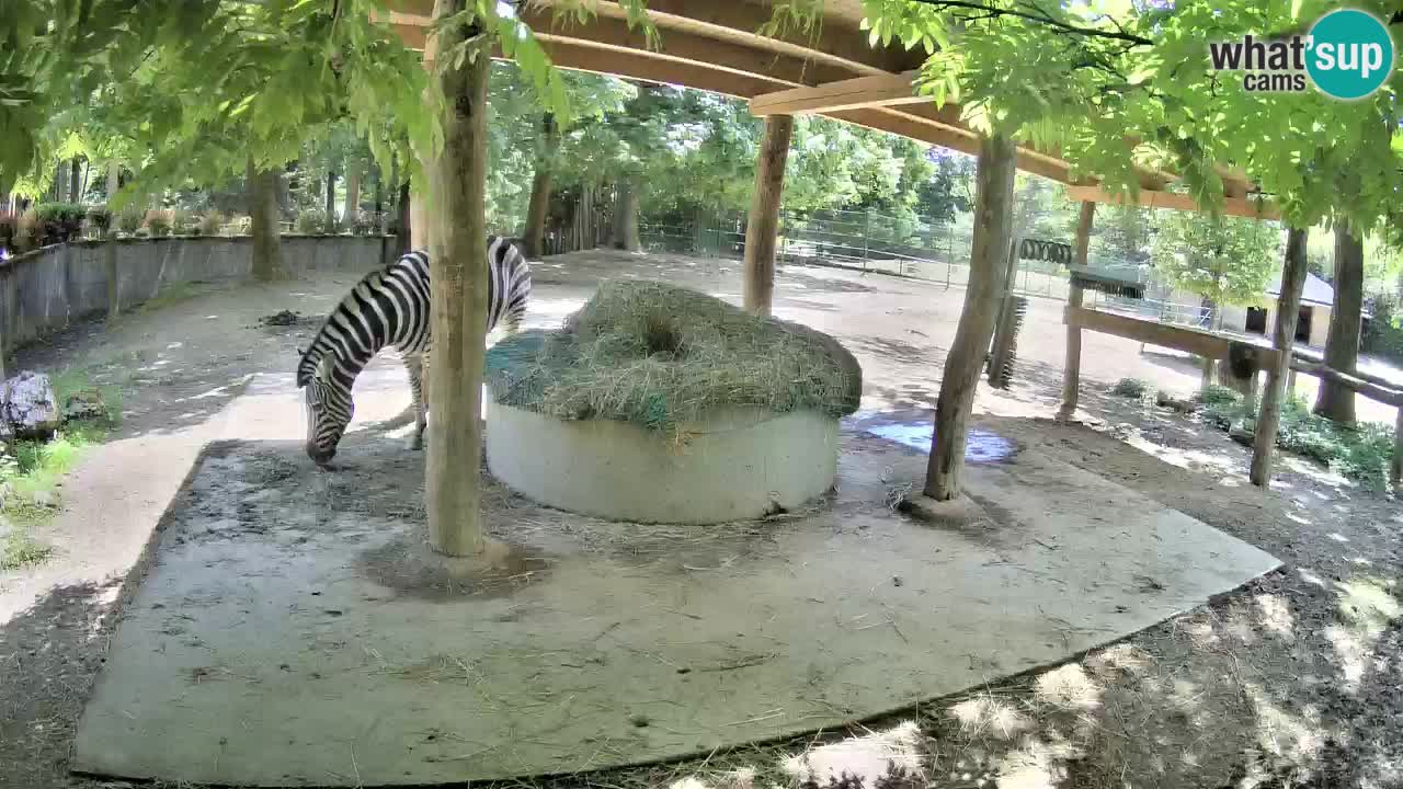 Live webcam Les zèbres in Ljubljana ZOO – Slovénie