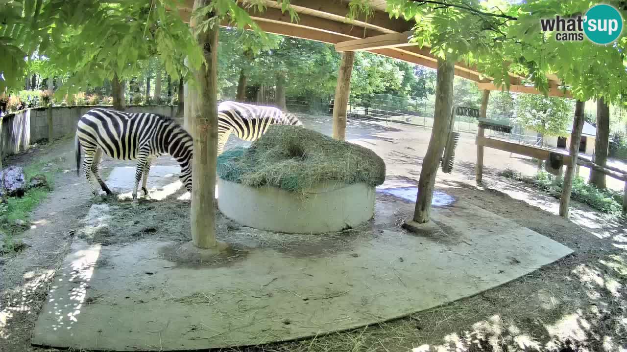 Live webcam Les zèbres in Ljubljana ZOO – Slovénie