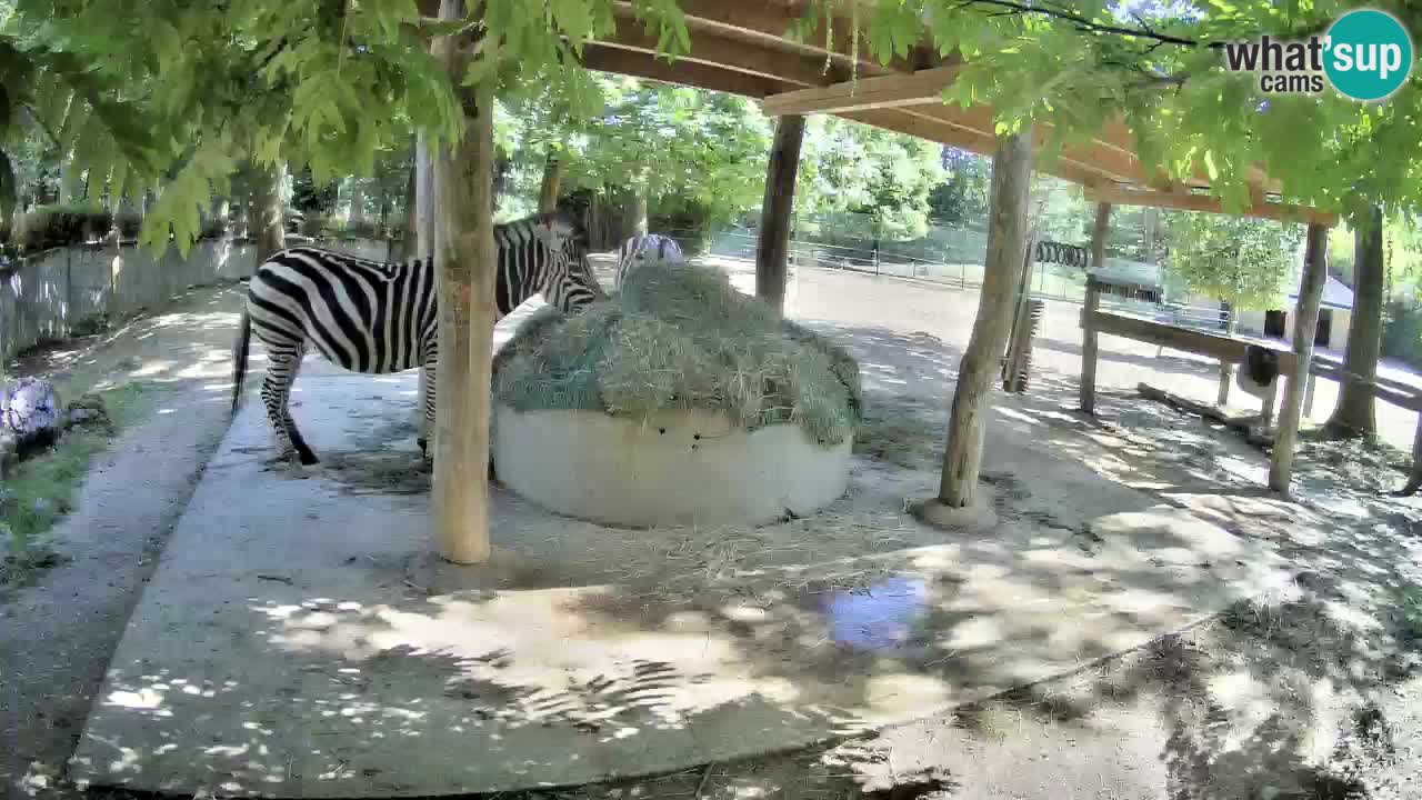 Web kamera uživo Zebras u ZOO Ljubljana – Slovenija